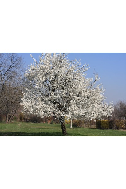 Черешня домашня Дачниця в ландшафті